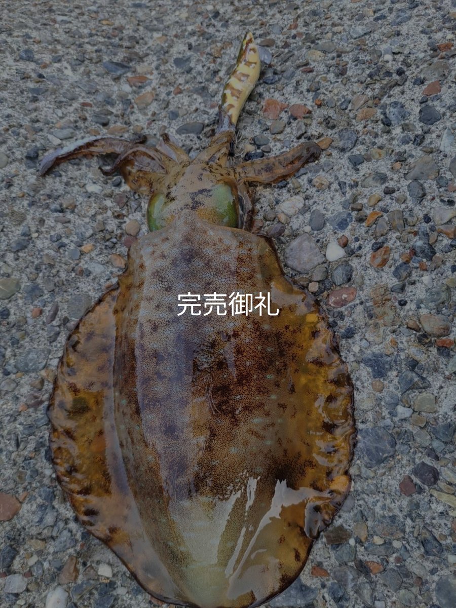 画像20: WILDCHASE 3.0号 /斑緑龍[監修:椿本 洋士] (20)