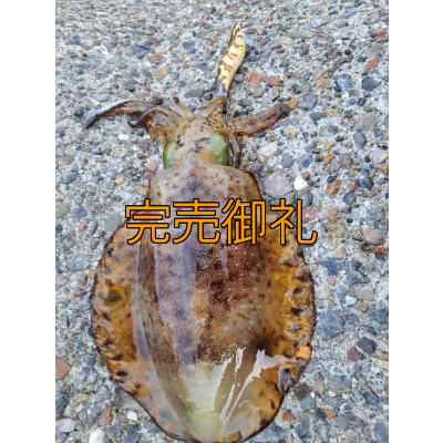 画像20: WILDCHASE 3.5号シャローtune /斑緑龍[監修:椿本 洋士]