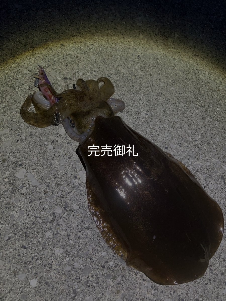 画像7: WILDCHASE 3.5号シャローtune /魅惑のチェリーパイソンＵＶ[監修:椿本 洋士] (7)