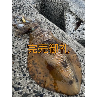 画像14: WILDCHASE 3.5号シャローtune /斑緑龍[監修:椿本 洋士]