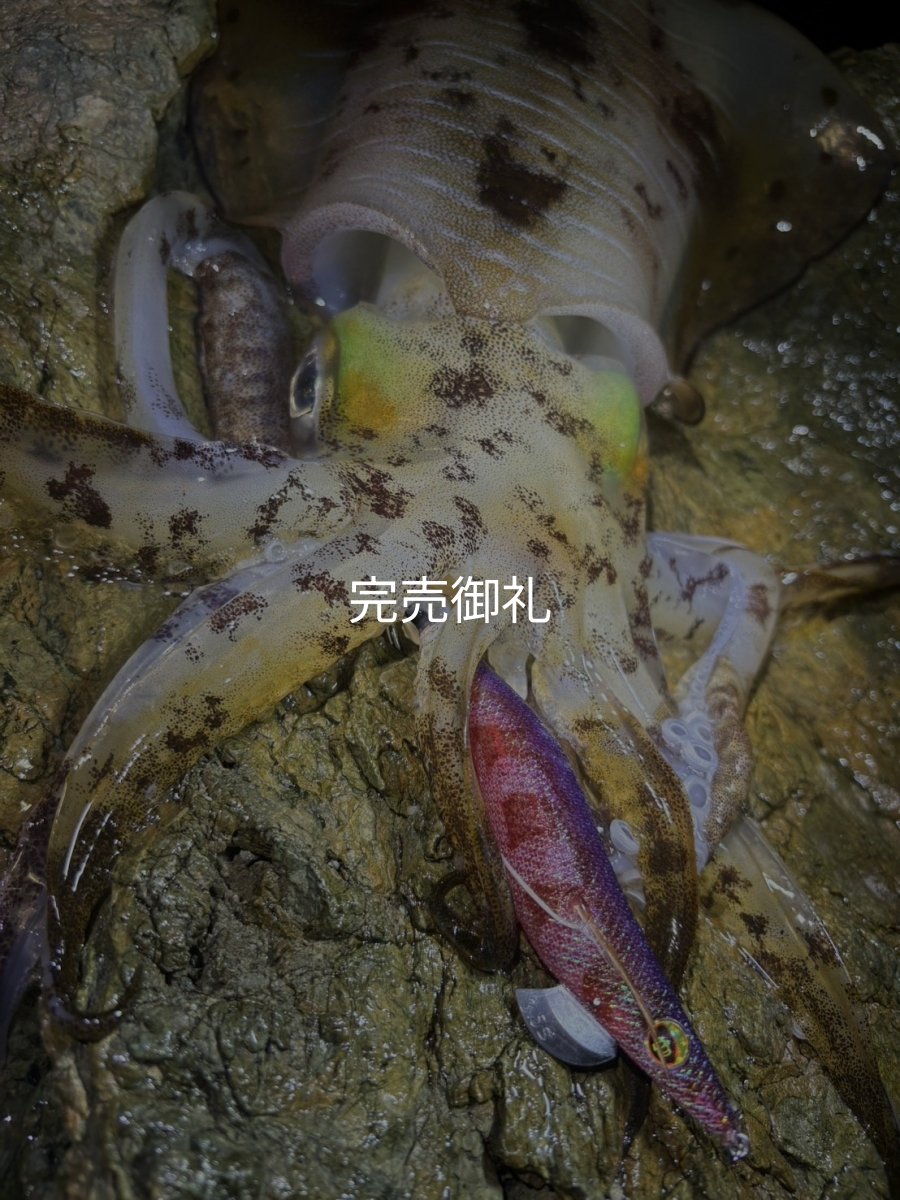 画像9: WILDCHASE 3.5号シャローtune /魅惑のチェリーパイソンＵＶ[監修:椿本 洋士] (9)