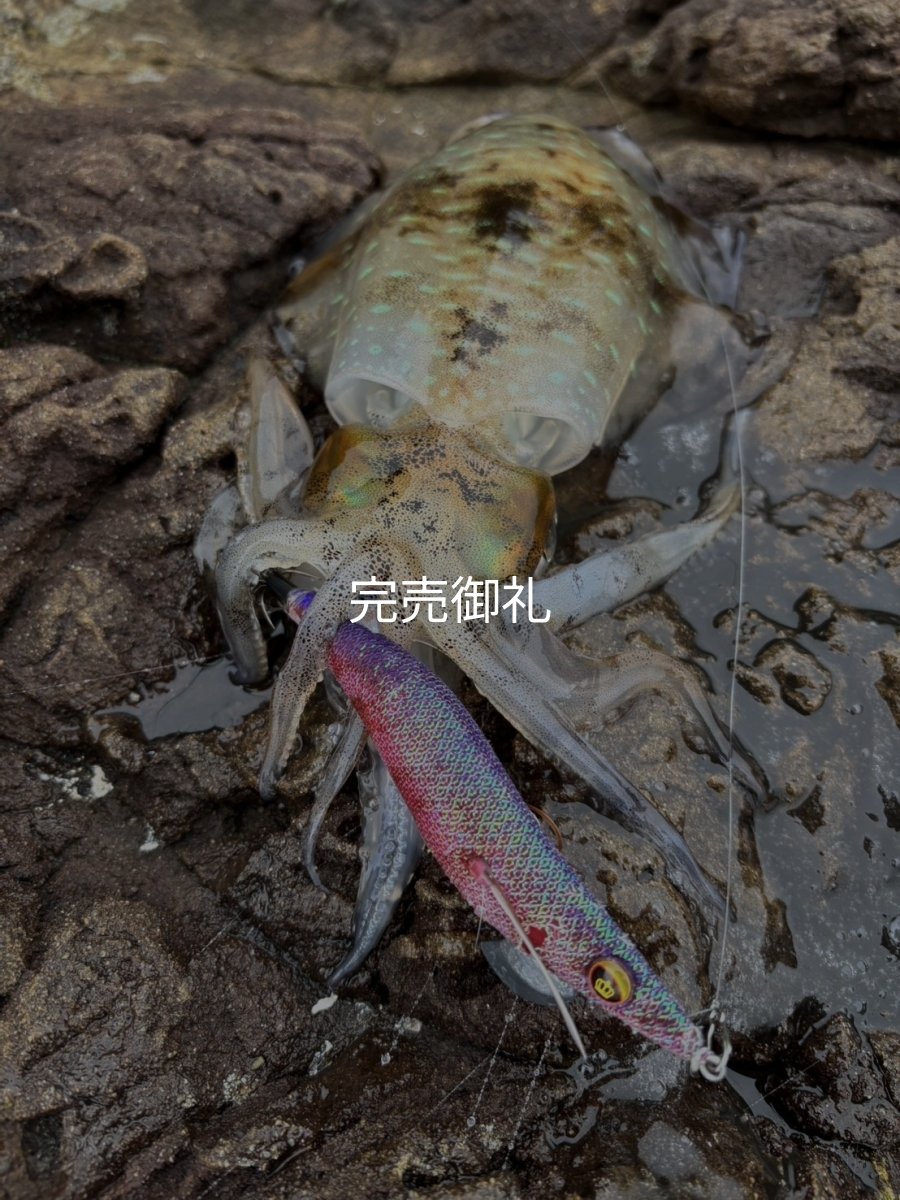 画像10: WILDCHASE 3.5号シャローtune /魅惑のチェリーパイソンＵＶ[監修:椿本 洋士] (10)