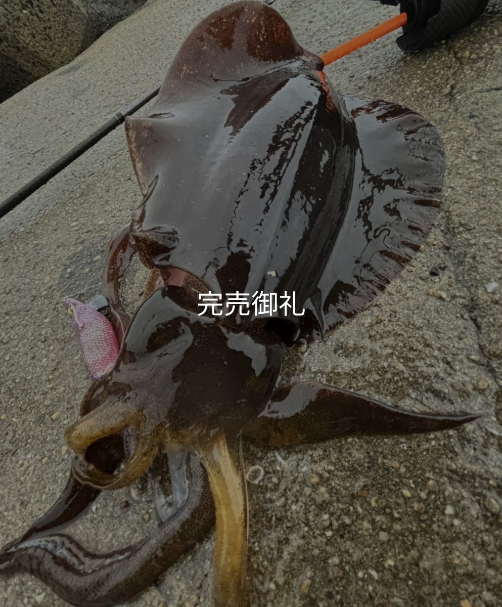 画像11: WILDCHASE 3.5号シャローtune /魅惑のチェリーパイソンＵＶ[監修:椿本 洋士] (11)