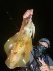 画像5: WILDCHASE 3.5号シャローtune /魅惑のチェリーパイソンＵＶ[監修:椿本 洋士] (5)