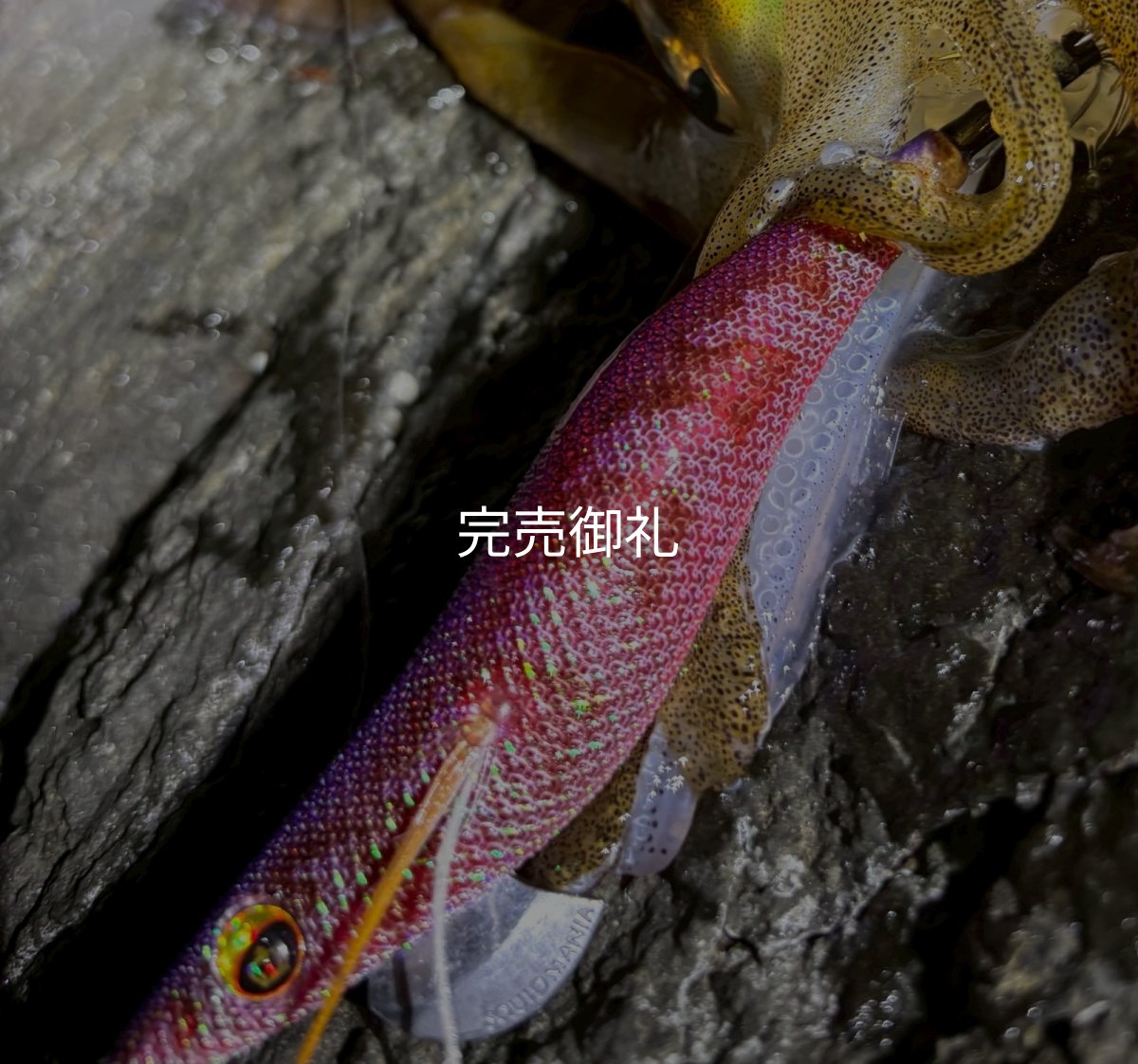 画像8: WILDCHASE 3.5号シャローtune /魅惑のチェリーパイソンＵＶ[監修:椿本 洋士] (8)