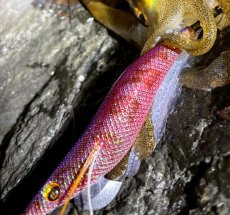 画像8: WILDCHASE 3.5号シャローtune /魅惑のチェリーパイソンＵＶ[監修:椿本 洋士] (8)