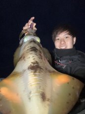 画像3: WILDCHASE 3.5号シャローtune /魅惑のチェリーパイソンＵＶ[監修:椿本 洋士] (3)