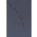 画像8: CRAYNOS RED ∞ Vibes 505GC【END JOINT】 (8)