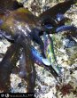 画像10: WILD CHASE 3.5号 モンスターブラック[特注:EGI MANIACS] (10)