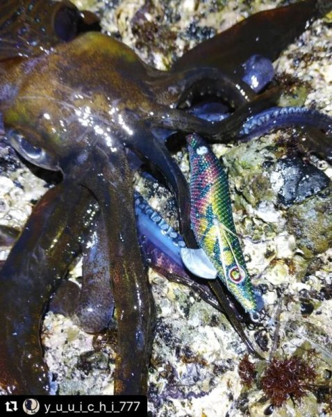 画像10: WILD CHASE 3.5号 モンスターブラック[特注:EGI MANIACS] (10)