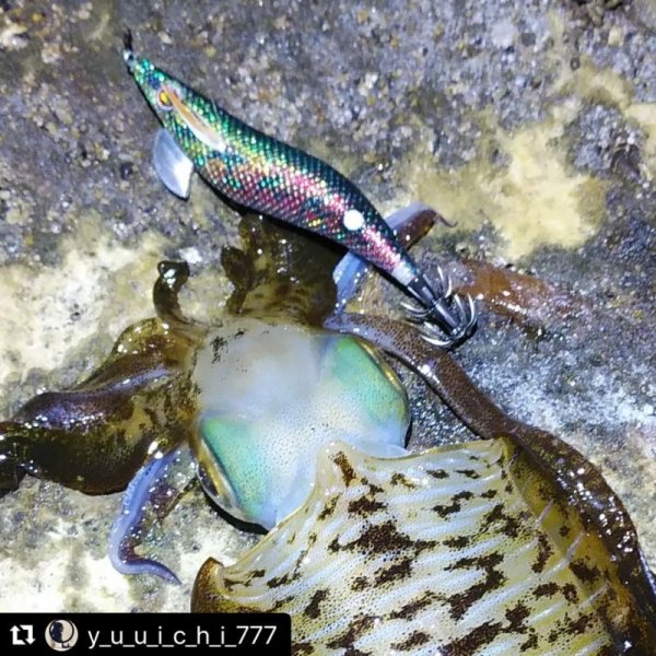 画像11: WILD CHASE 3.5号 モンスターブラック[特注:EGI MANIACS] (11)