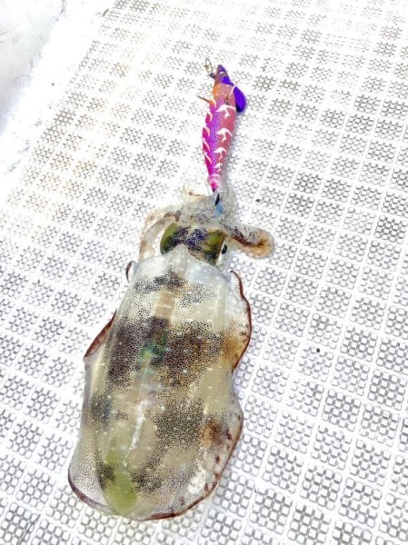 画像4: WILD CHASE/B-TR 3.0号 25ｇ/モンスターピンク [特注:EGI MANIACS] (4)