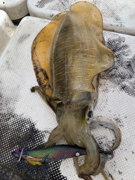 画像3: WILD CHASE/B-TR 3.0号 25ｇ/モンスターブラック [特注:EGI MANIACS] (3)