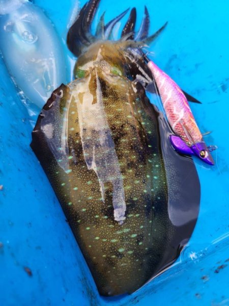 画像5: WILD CHASE/B-TR 3.0号 25ｇ/モンスターピンク [特注:EGI MANIACS] (5)