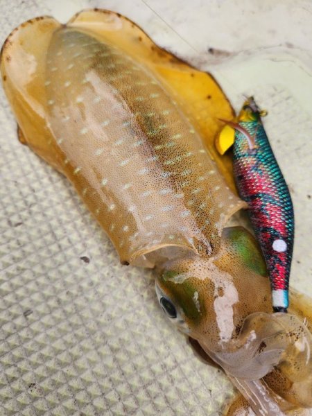 画像2: WILD CHASE/B-TR 3.0号 25ｇ/モンスターブラック [特注:EGI MANIACS] (2)