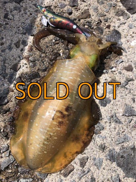 画像13: WILDCHASE 3.5号シャローtune / モンスターブラック[特注:EGI MANIACS] (13)