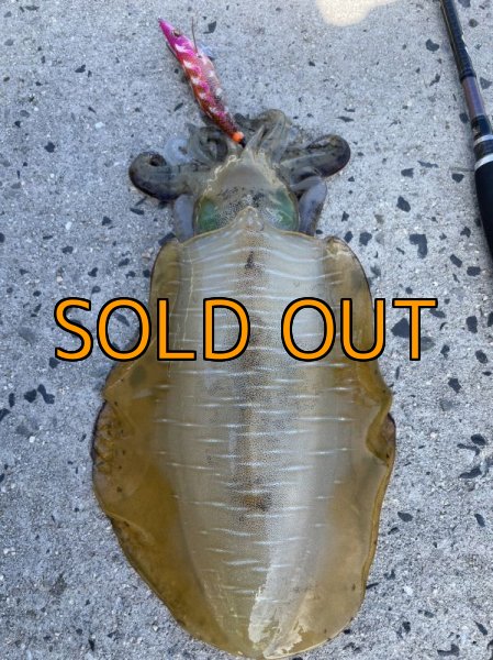 画像12: WILD CHASE 3.5号RT(ラトル)  モンスターオレンジ[特注:EGI MANIACS] (12)