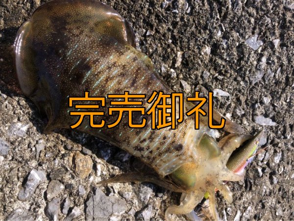 画像3: WILD CHASE 3.5号 いけるでレッド[特注:87works] (3)