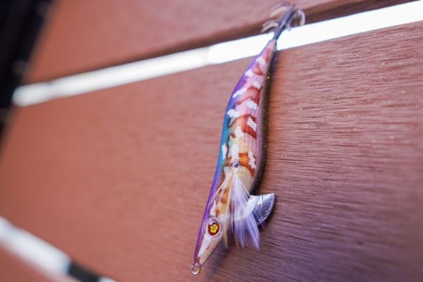 画像7: WILDCHASE 3.5号/ 斑紫龍[特注:EGI MANIACS] (7)