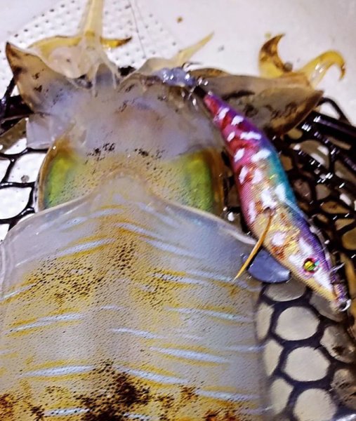 画像6: WILDCHASE 3.5号/ 斑紫龍[特注:EGI MANIACS] (6)