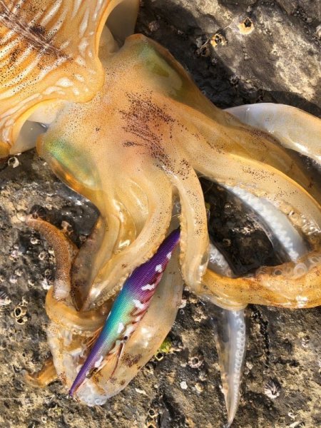 画像4: WILDCHASE 3.5号/ 斑紫龍[特注:EGI MANIACS] (4)