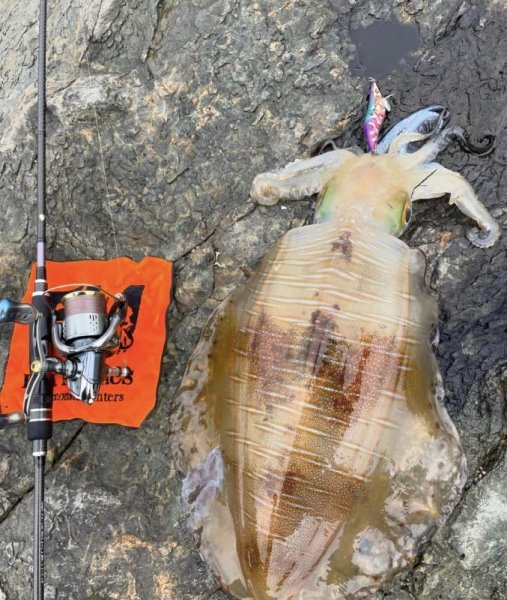 画像5: WILDCHASE 3.5号/ 斑紫龍[特注:EGI MANIACS] (5)