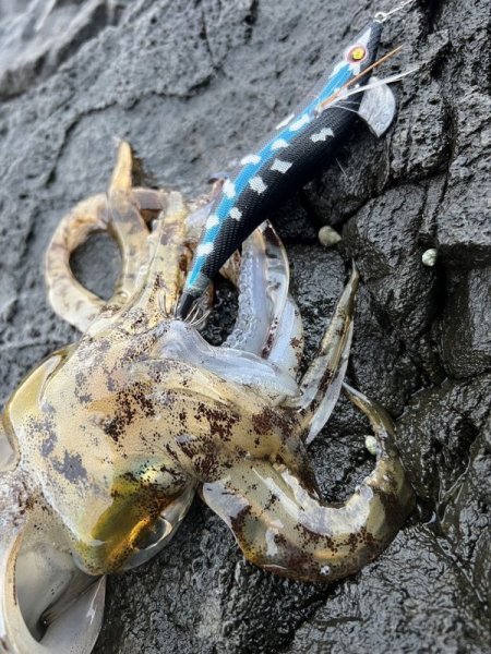 画像14: WILDCHASE 3.5号/ 斑黒龍/RED GLOW搭載[特注:EGI MANIACS] (14)