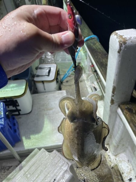 画像6: WILDCHASE 2.5号イカメタル＆オモリグ特化/BONE series[特注:EGI MANIACS]  (6)