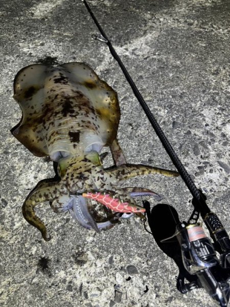 画像6: 『魅黒』ZERO-G EVOLUTION GVX 800 村正-改 ロッドベルト付き [別注EGI MANIACS] (6)