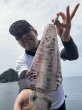 画像2: WILDCHASE 3.5号 /俺のGOLDパイソン/[特注:EGI MANIACS] (2)