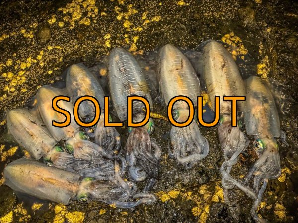 画像26: WILDCHASE 3.5号 /俺のGOLDパイソン/[特注:EGI MANIACS] (26)