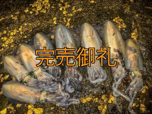 画像22: WILDCHASE 3.5号シャローtune /俺のGOLDパイソン/[特注:EGI MANIACS] (22)