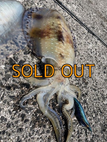 画像7: WILDCHASE 3.5号/ブルーパイソン/スポットGLOW[特注:EGI MANIACS] (7)