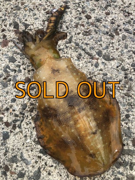 画像21: WILDCHASE 3.5号 /俺のGOLDパイソン/[特注:EGI MANIACS] (21)