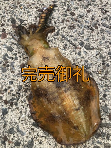 画像18: WILDCHASE 3.5号シャローtune /俺のGOLDパイソン/[特注:EGI MANIACS] (18)