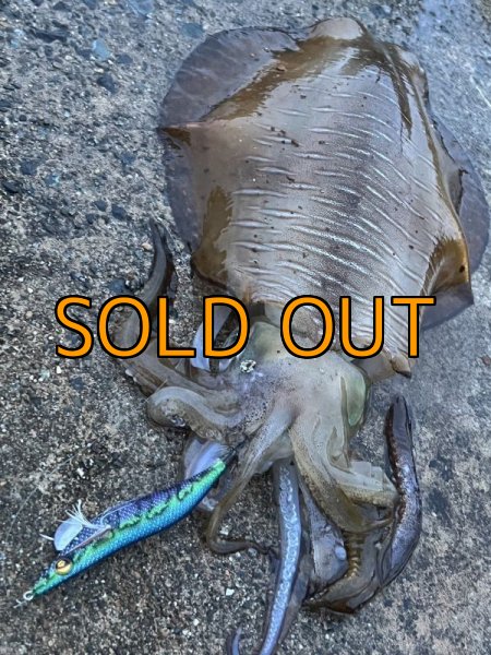 画像12: WILDCHASE 3.5号/ブルーパイソン/スポットGLOW[特注:EGI MANIACS] (12)