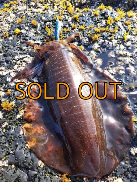 画像6: WILDCHASE 3.5号/ブルーパイソン/スポットGLOW[特注:EGI MANIACS] (6)