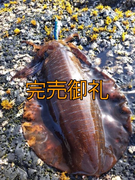 画像14: WILDCHASE 3.0号RTラトル/ブルーパイソン/スポットGLOW[特注:EGI MANIACS] (14)