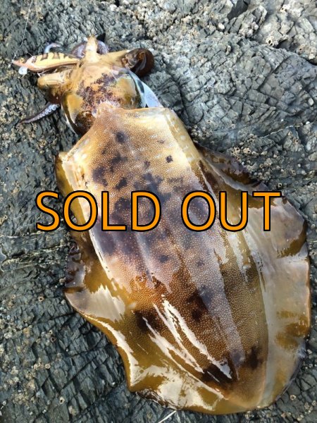 画像20: WILDCHASE 3.5号 /俺のGOLDパイソン/[特注:EGI MANIACS] (20)