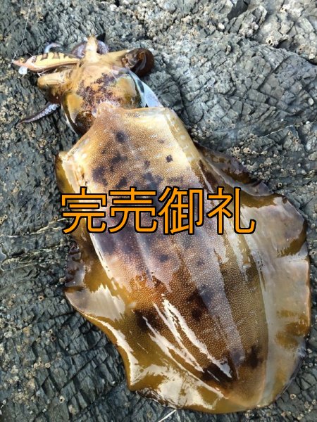 画像17: WILDCHASE 3.5号シャローtune /俺のGOLDパイソン/[特注:EGI MANIACS] (17)