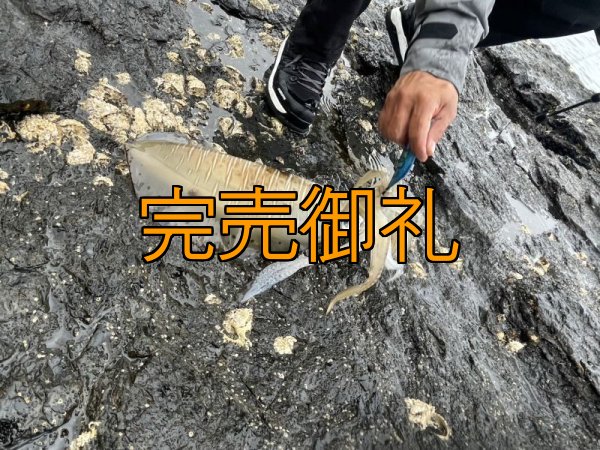 画像19: WILDCHASE 3.0号RTラトル/ブルーパイソン/スポットGLOW[特注:EGI MANIACS] (19)