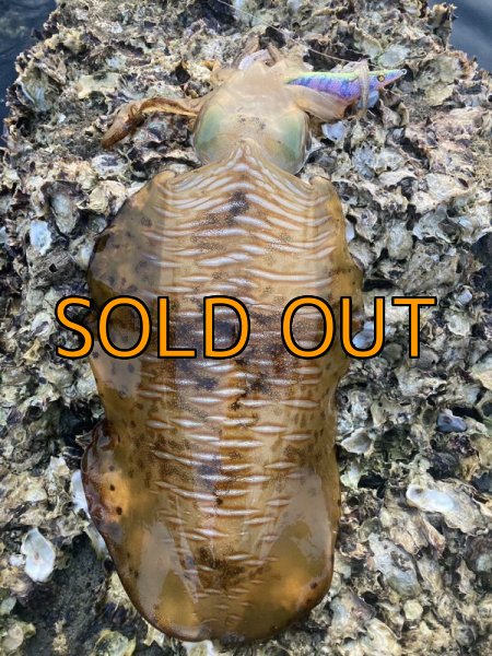 画像6: WILDCHASE 3.5号 /セナキスパイソン/UV[特注:EGI MANIACS] (6)