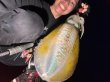 画像5: WILDCHASE 3.5号 / 斑赤龍/RED GLOW搭載[特注:EGI MANIACS] (5)