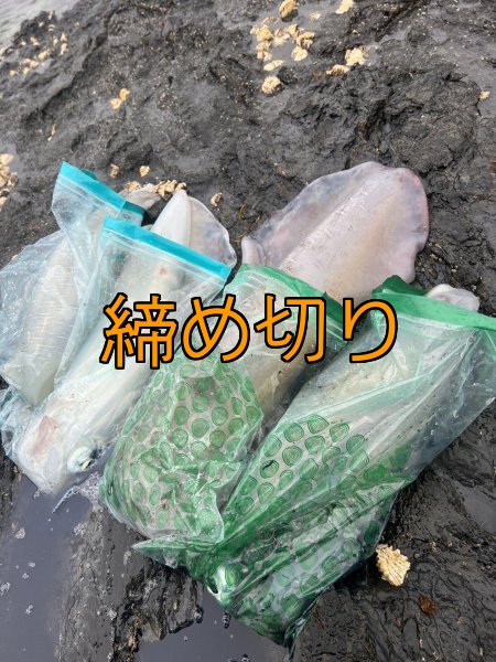 画像4: 第４回エギマニ ダービー in和歌山 ガチBATTLE！！ (4)