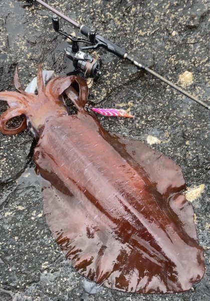 画像17: 第５回エギマニ ダービー in和歌山 ガチBATTLE！！ (17)