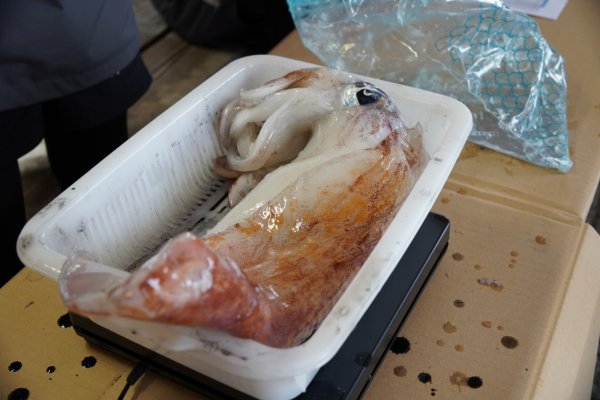 画像16: 第５回エギマニ ダービー in和歌山 ガチBATTLE！！ (16)