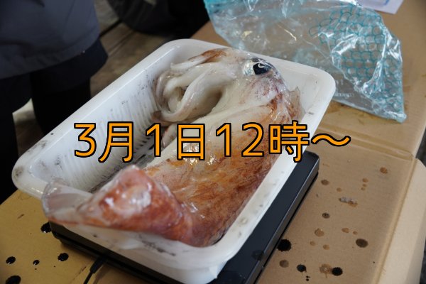 画像16: 第５回エギマニ ダービー in和歌山 ガチBATTLE！！ (16)