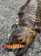 画像13: WILDCHASE 3.5号シャローtune /雷虎 らいと[監修:山口 譲二] (13)