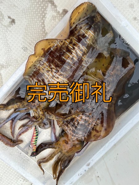 画像7: WILDCHASE 3.5号シャローtune /四雷 しらい[監修:藤原 弘貴] (7)