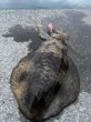 画像13: WILDCHASE 3.5号シャローtune /火雷 ほのいかずち[監修:新井 和也] (13)